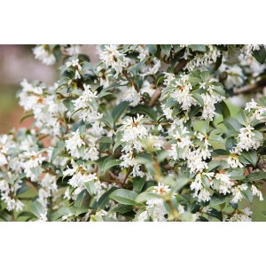 Detailaufnahme der blühenden Duftblüte Osmanthus Burkwoodii (30–40 cm) mit weißen Blüten.