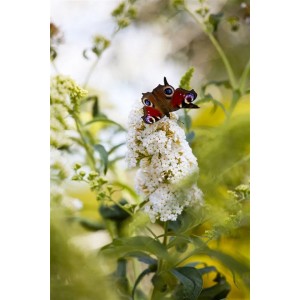 Schmetterlingsstrauch 'Peace' mit weißer Blüte und Schmetterling.