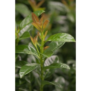 Detailaufnahme der Heckenpflanze Prunus laurocerasus 'Kleopatra' mit glänzend grünen und bronzefarbenen Blättern.