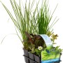 Teichpflanzen-Set Insekten Biotop, 6 Pflanzen im Topf, verschiedene Sorten für den Gartenteich.