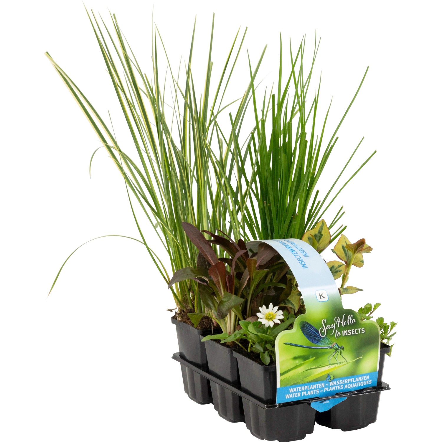 Teichpflanzen-Set Insekten Biotop, 6 Pflanzen im Topf, verschiedene Sorten für den Gartenteich.