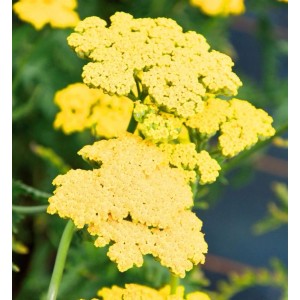 Gelbe Schafgarbe Summer Fruits Lemon (Achillea millefolium) im Detail.