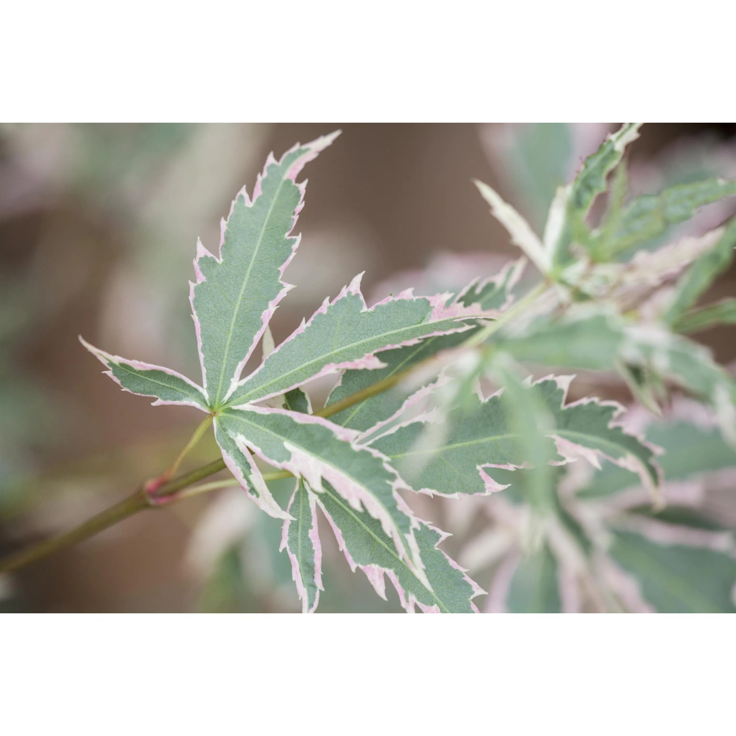 Detailaufnahme: Zarte, grün-rosa Blätter des OBI Fächerahorn 'Beni Maiko'.