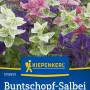Kiepenkerl Buntschopf-Salbei Tricolor Mischung mit rosa, lila und weißen Blüten.