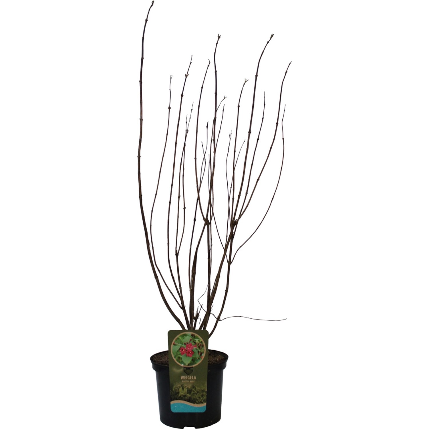 GROW by OBI Weigelie Bristol Ruby Rot Höhe ca. 60 - 80 cm Topf ca. 5 l