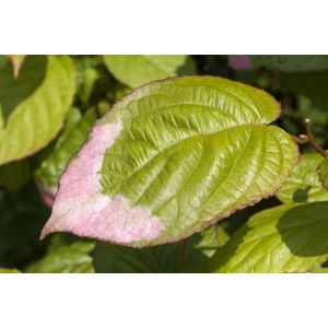 Detailaufnahme eines grün-weiß-rosa Blattes der Actinidia Kolomikta Kiwi Kletterpflanze.