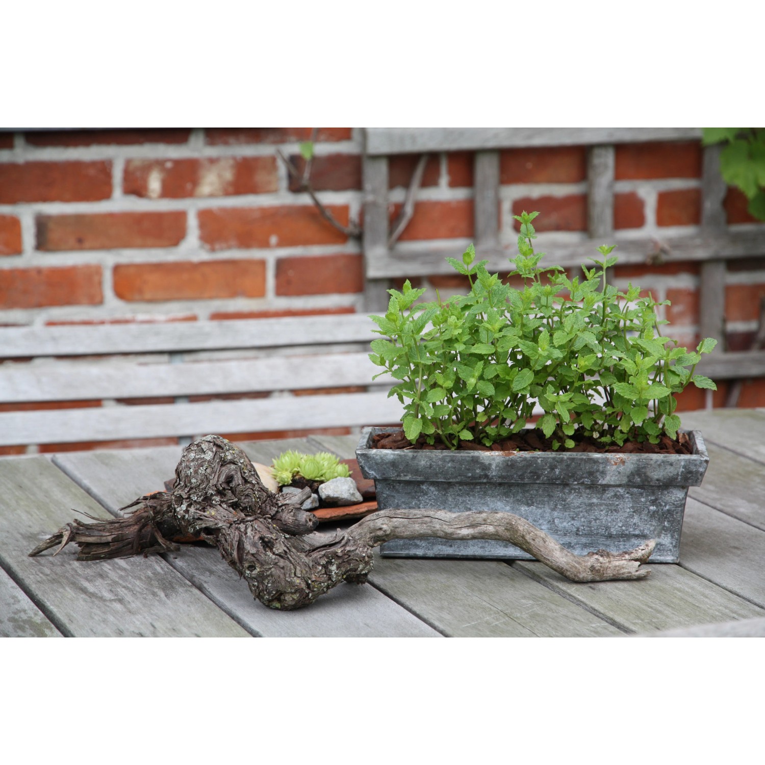 Blu Nanaminze Bio Marokkanische Tee-Minze Topf 12 cm kaufen bei OBI