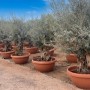Mehrere Olivenbäume Olea Europaea Bonsai in Terrakotta-Töpfen, mit knorrigen Stämmen und silbrigen Blättern.