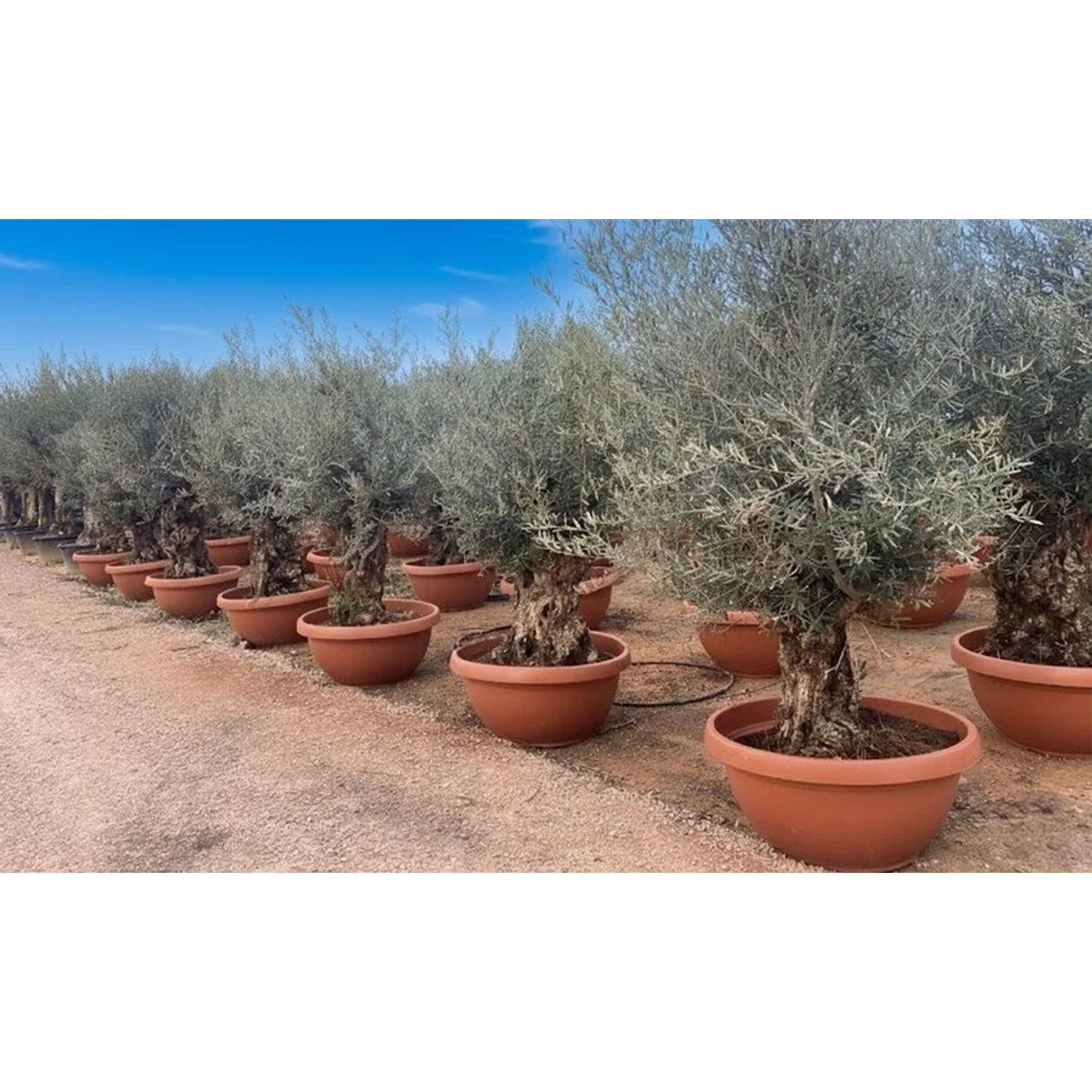 Mehrere Olivenbäume Olea Europaea Bonsai in Terrakotta-Töpfen, mit knorrigen Stämmen und silbrigen Blättern.