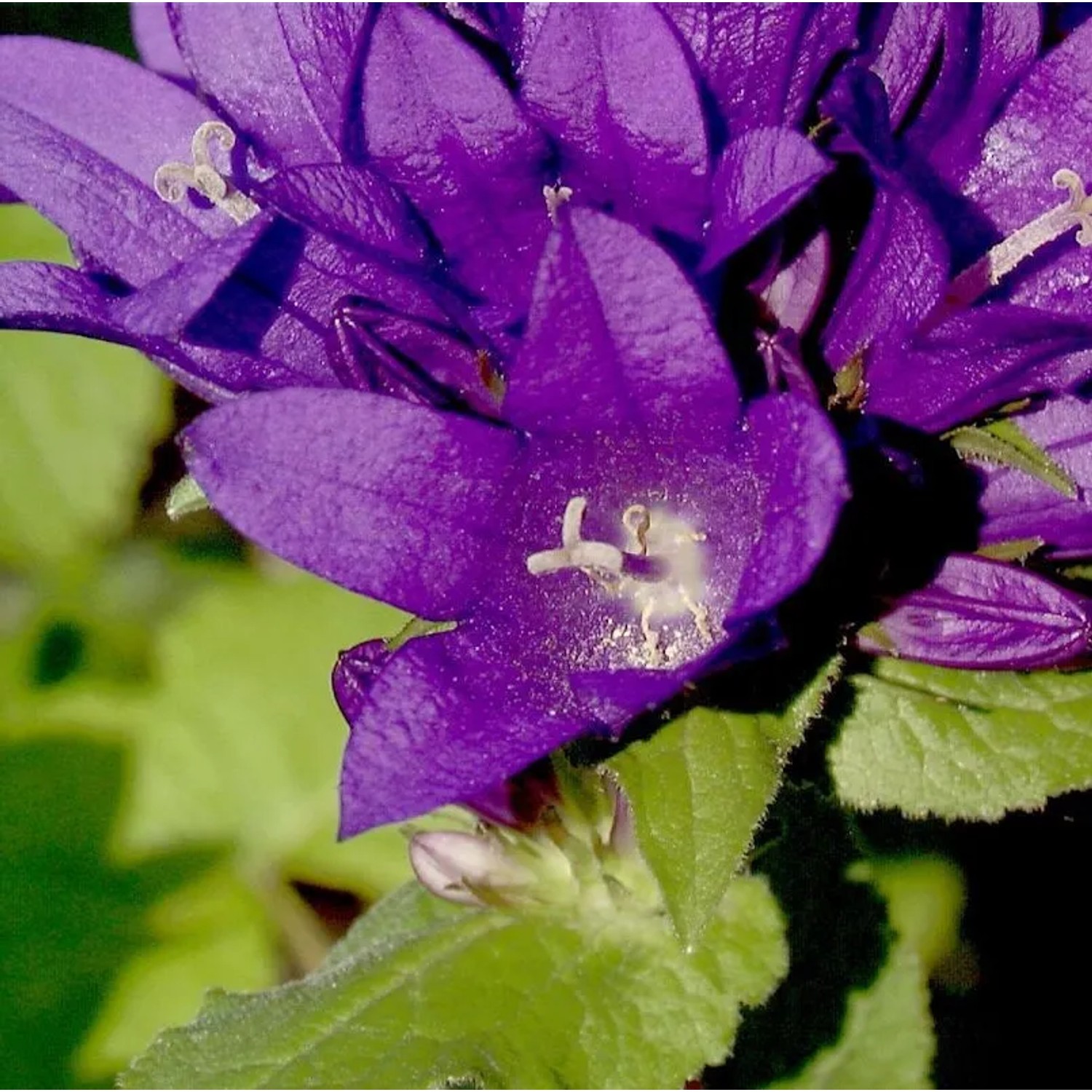 Knäulglockenblume - Campanula glomerata