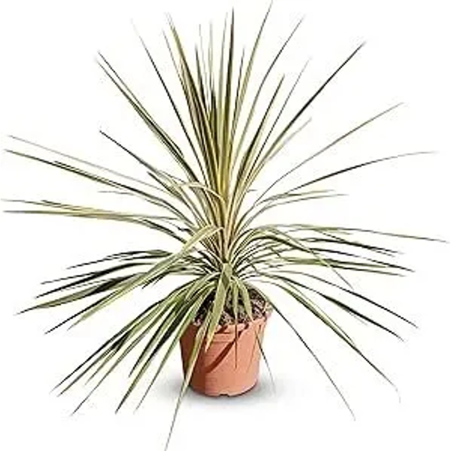 Sunny-Tree Cordyline Australis 'Dazzler' Keulenlilie  100 cm 10 L Topf  Winterharte Gartenpflanze für Innen und Außen