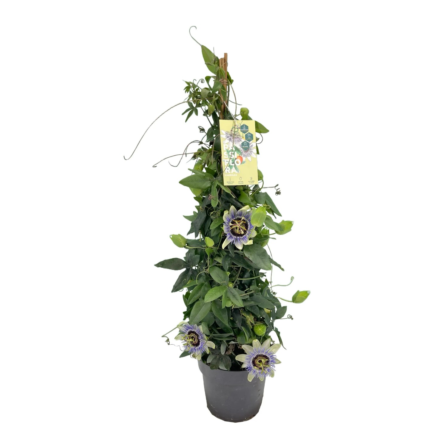 GROW by OBI Passiflora caerulea Passionsblume Hhe 70 cm Topf- 17 cm  kaufen bei OBI