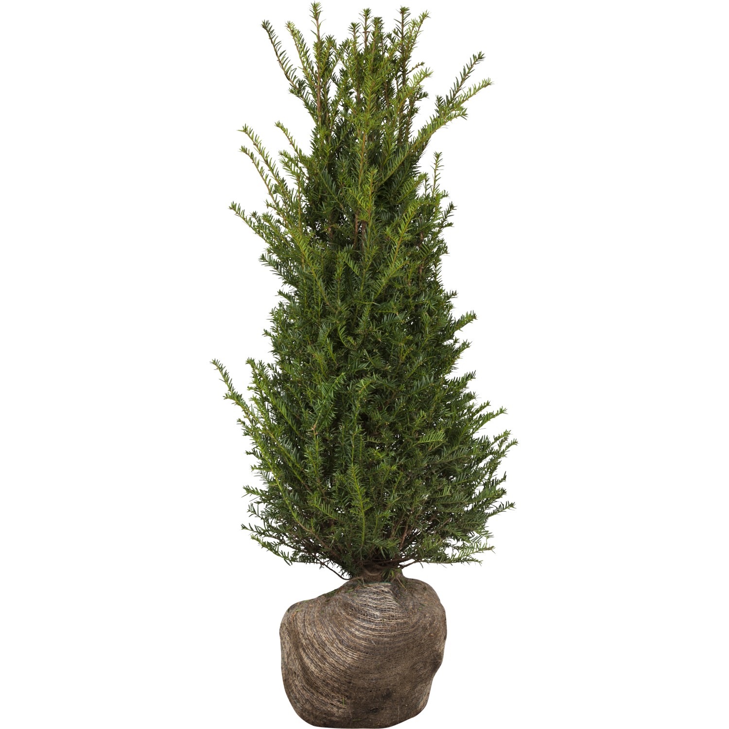 Eibe Set à 20 Stück Höhe ca. 140 - 160 cm Taxus baccata