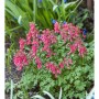 Gefingerter Lerchensporn 'George Baker' mit pinkfarbenen Blüten im Garten.