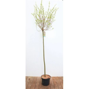 Salix Hakuro Nishiki Harlekinweide, 125cm Stamm, im Topf. Strauch mit rosa-weißem Laub.