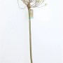 Salix Hakuro Nishiki Harlekinweide, 125cm Stamm, im Topf. Strauch mit rosa-weißem Laub.