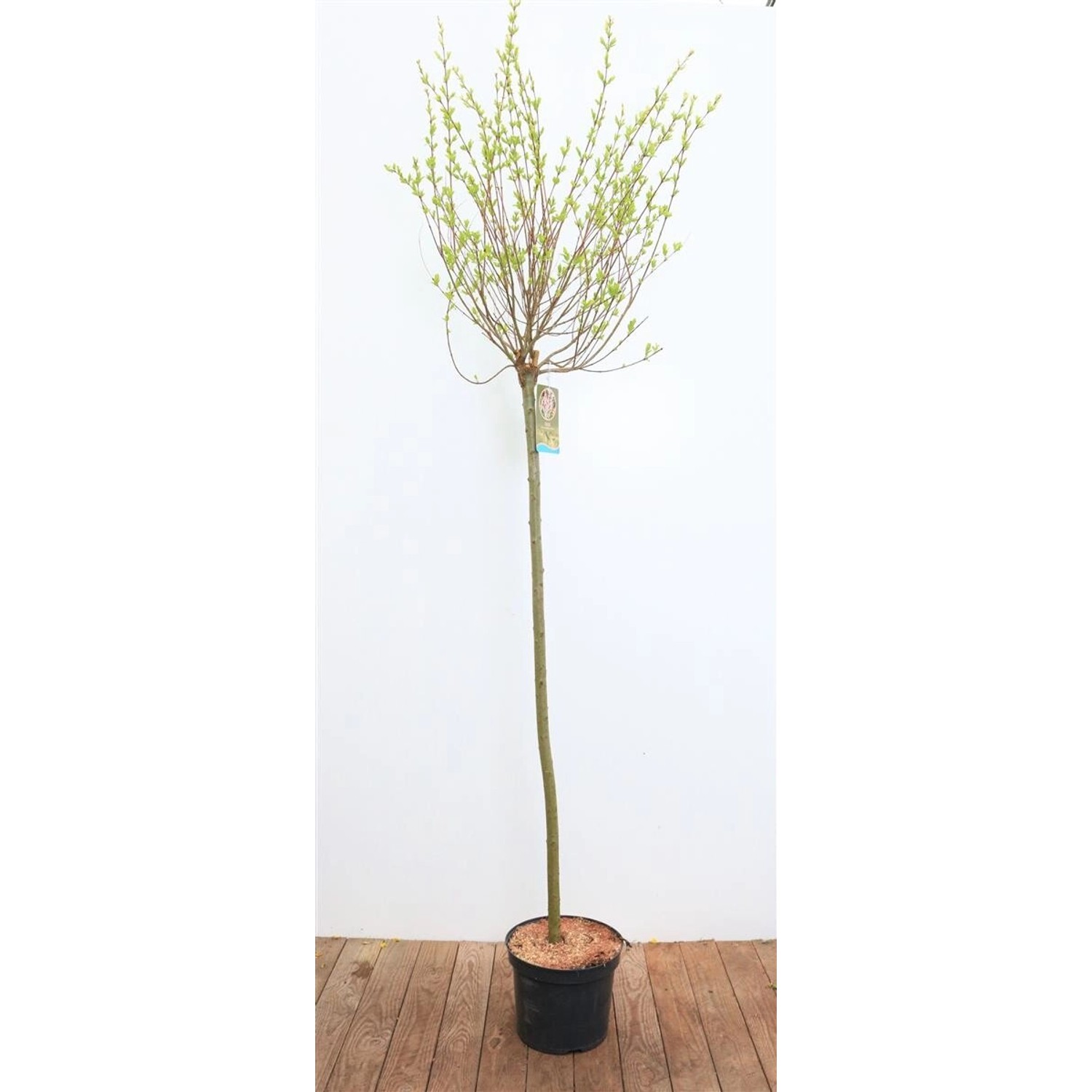 Salix Integra Hakuro Nishiki Harlekinweide Rosa-Weiß 125 cm Stammhöhe günstig online kaufen