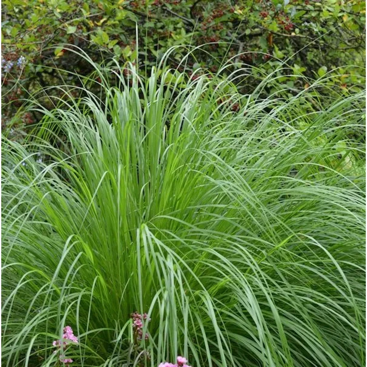 Japanisches Lampenputzergras - Pennisetum alopecuroides