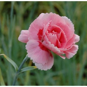 Nahaufnahme einer rosa Federnelke (Dianthus plumarius Doris) mit roten Akzenten.