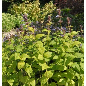 Himalaya Katzenminze 'Sweet Dreams' (Nepeta subsessilis) mit grünen Blättern und lila Blüten.