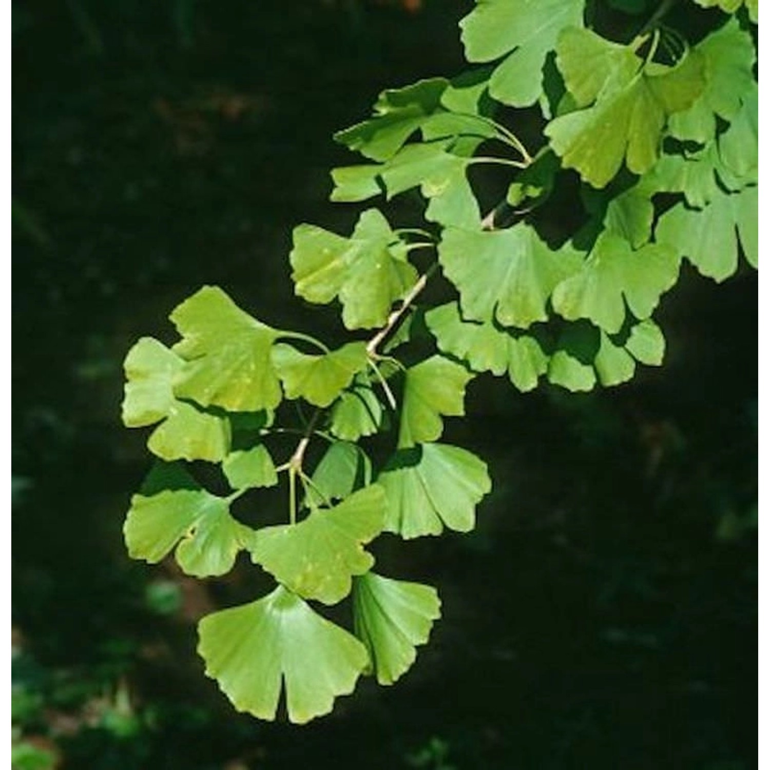 Fächerblattbaum Blagon 125-150cm - Ginkgo biloba günstig online kaufen