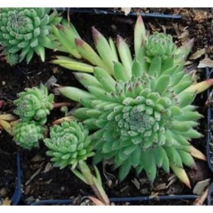Berg-Hauswurz (Sempervivum montanum), eine grüne Staude mit rosettenartigen Blättern.