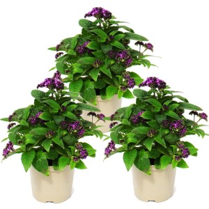 Set aus 3 Vanilleblumen (Heliotropium) im 11cm Topf, lila Blüten, grüne Blätter.