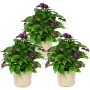 Set aus 3 Vanilleblumen (Heliotropium) im 11cm Topf, lila Blüten, grüne Blätter.