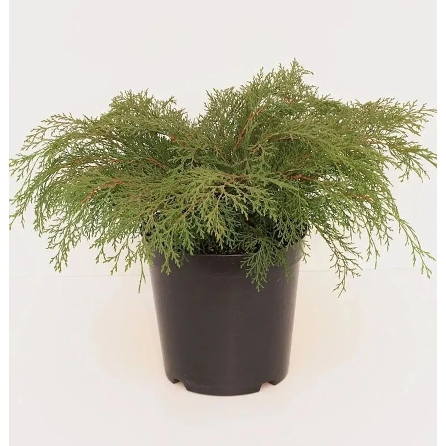 Sibirische Fächerwacholder 30-40cm - Microbiota decussata