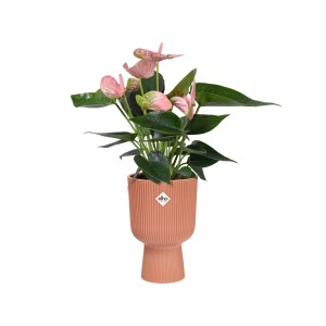 Elho Übertopf Vibes Fold Coupe, 14 cm, zartrosa, mit Anthurie. Moderner Blumentopf für Zimmerpflanzen.