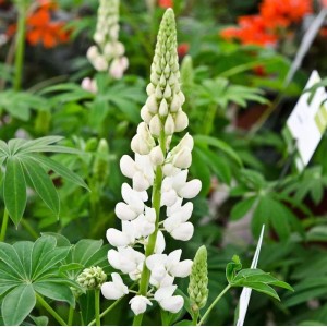 Weiße Gartenlupinie Fräulein (Lupinus polyphyllus) im Detail. Blütenstand und grüne Blätter.