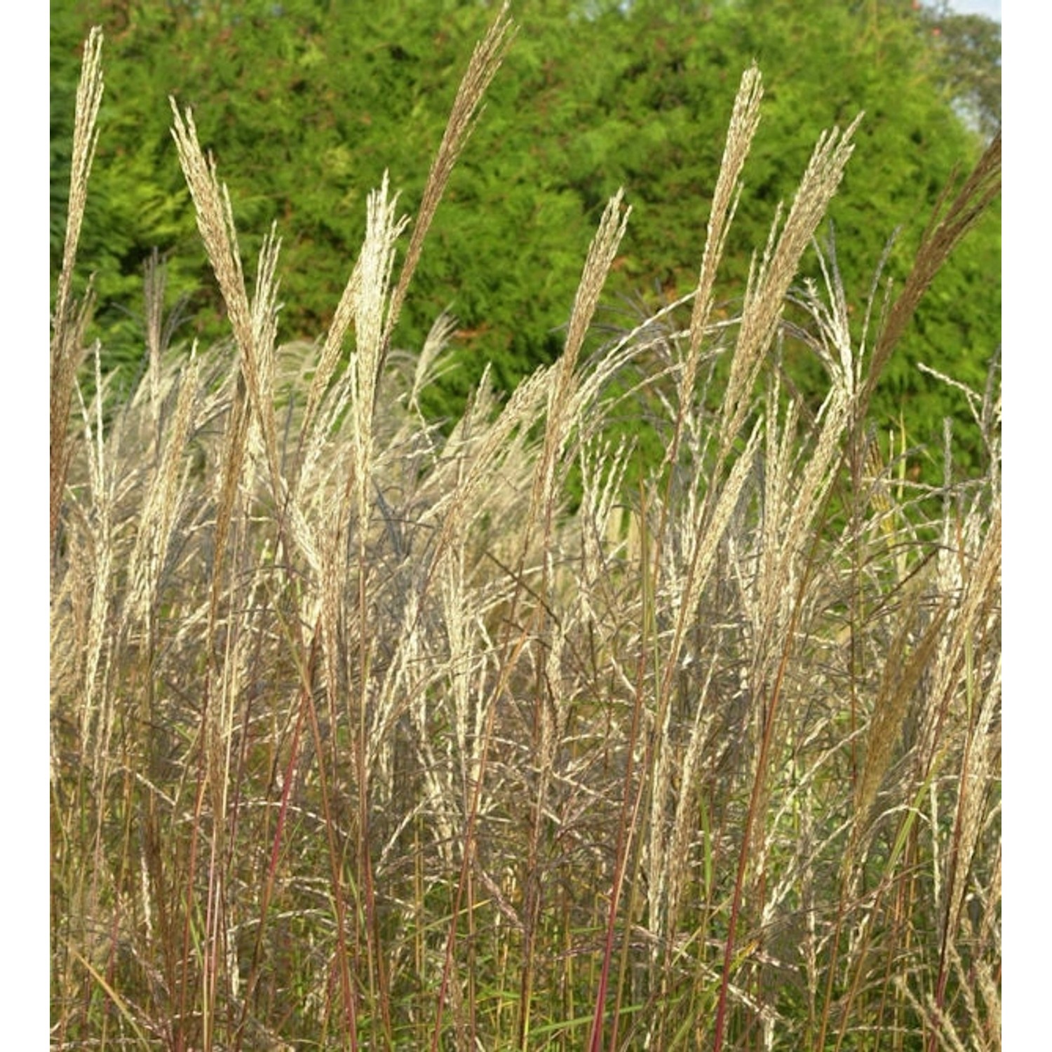 Chinaschilf Große Fontäne - Miscanthus sinensis günstig online kaufen