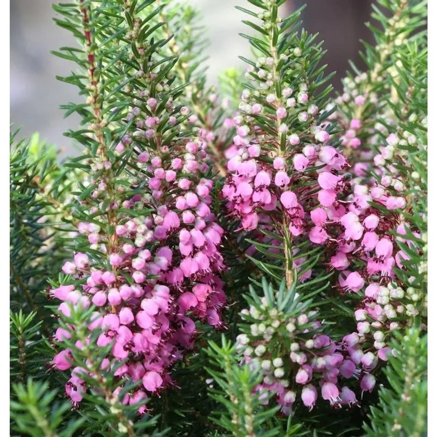 Image of 10x Cornwallheide Mrs. D.F. Maxwell - Erica vagans