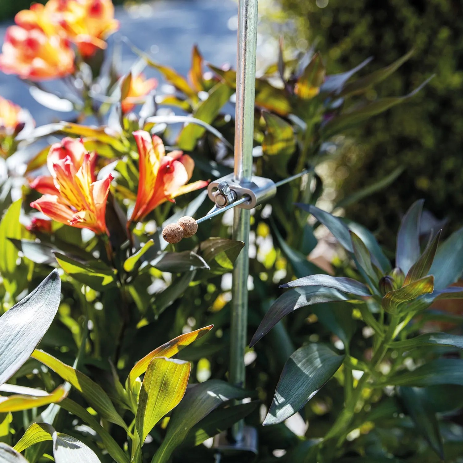 Bellissa Pflanzstab Premium 130 cm, verzinkt, mit Pflanzen und Schiebeklemmen im Garten.