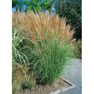 Chinaschilf 'Goliath' im Topf, ein dekoratives Ziergras mit silbernen Blütenständen.