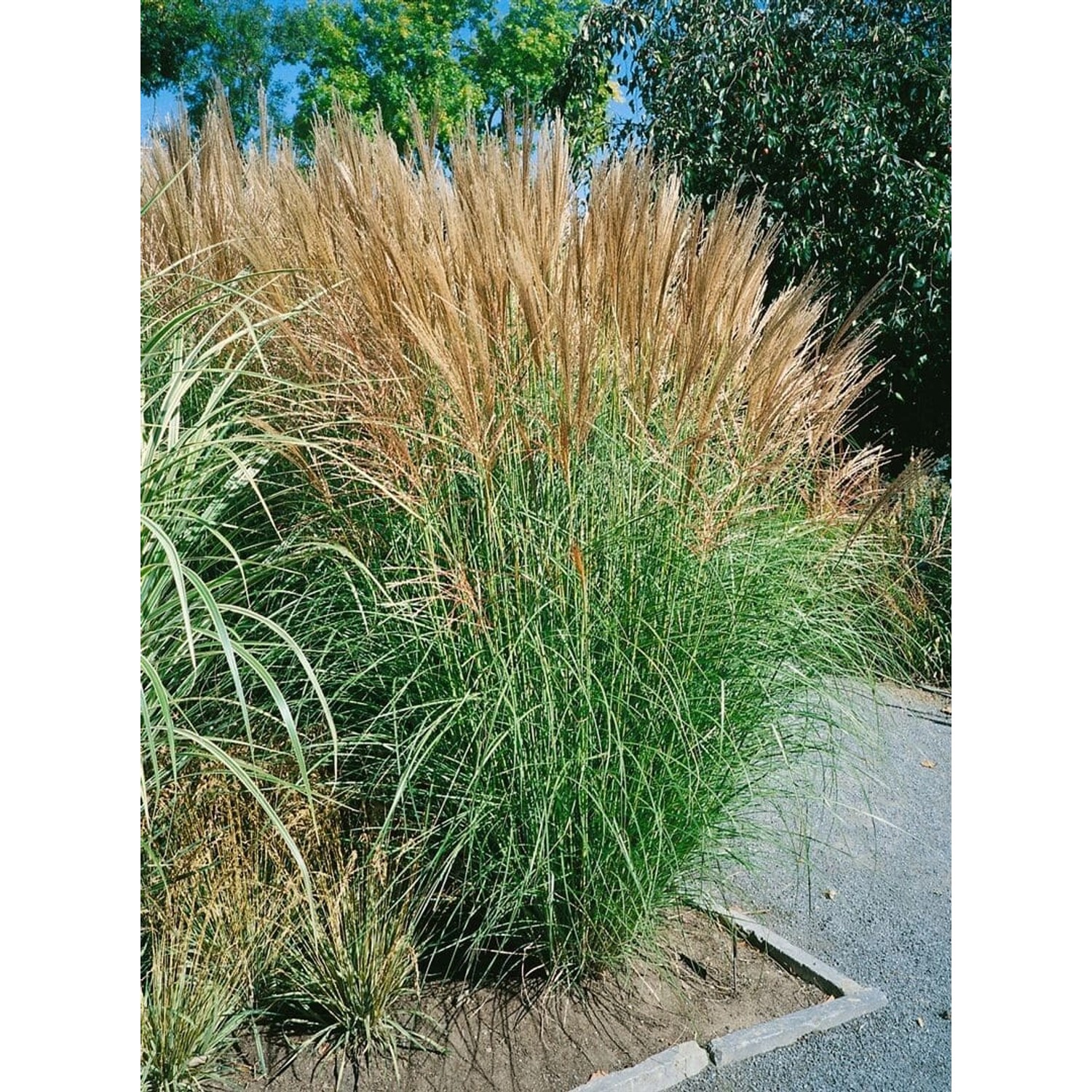 Miscanthus Sinensis Goliath Chinaschilf Ca. 11x11 cm Topf günstig online kaufen
