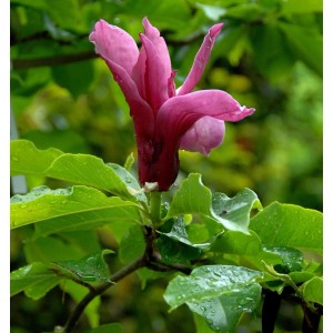 Nahaufnahme einer pinkfarbenen Magnolie 'Pink Pyramid' mit grünen Blättern.