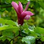 Nahaufnahme einer pinkfarbenen Magnolie 'Pink Pyramid' mit grünen Blättern.