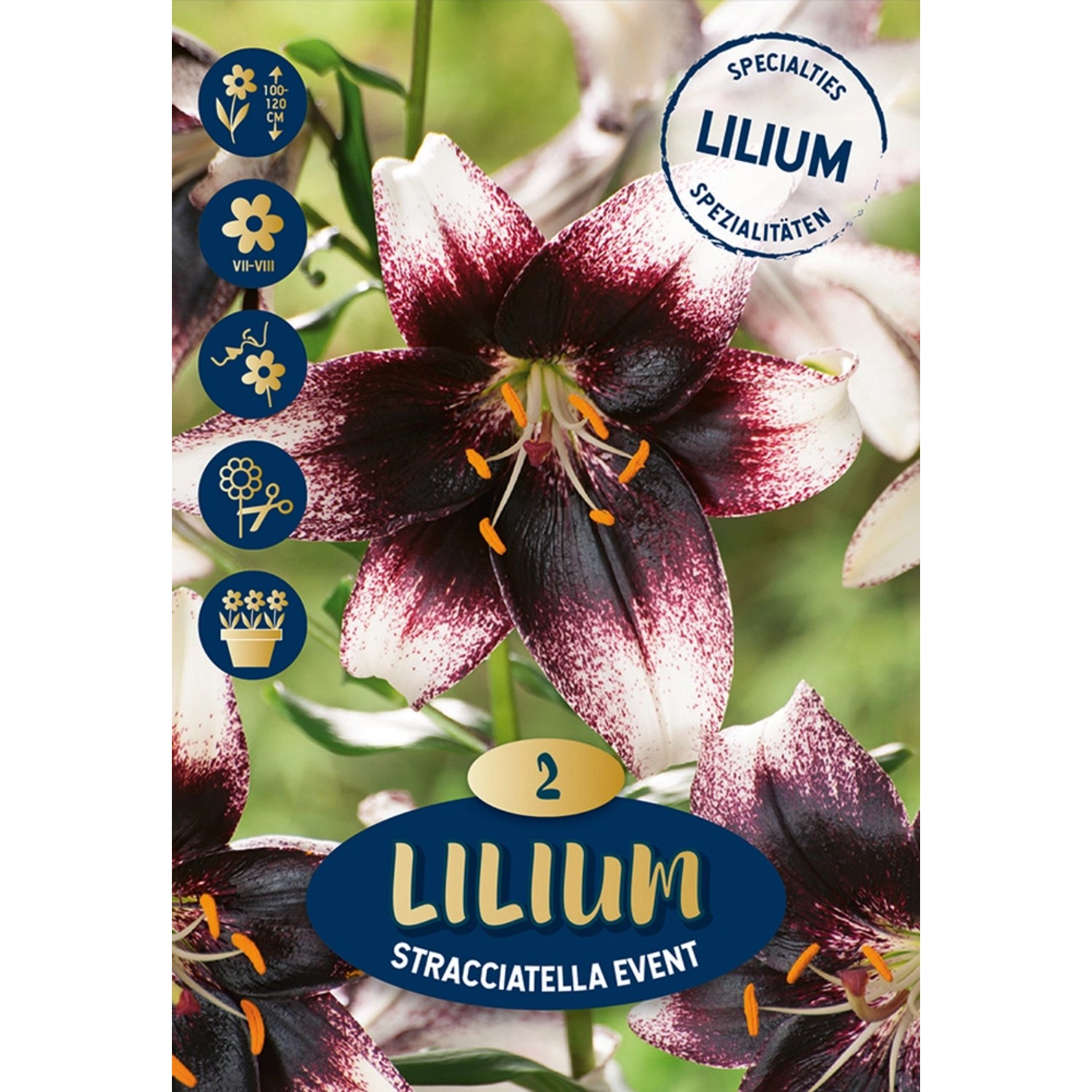 Lilien "Hocus Pocus" RosaGelb kaufen bei OBI