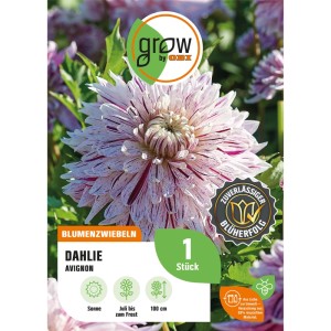 GROW by OBI Dahlie Avignon: Dekorative, cremeweiße Blüte mit burgunderroten Streifen. Blumenzwiebel für Beet und Kübel.