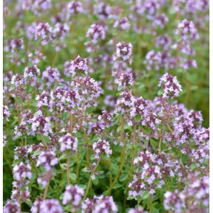 Zitronen Kümmel Thymian - Thymus herba-barona