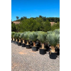 Sunny-Tree Mediterrane Yucca Rostrata Palmlilie mit Stammhöhe 40/50 cm Winterharte Pflanze bis -20°C
