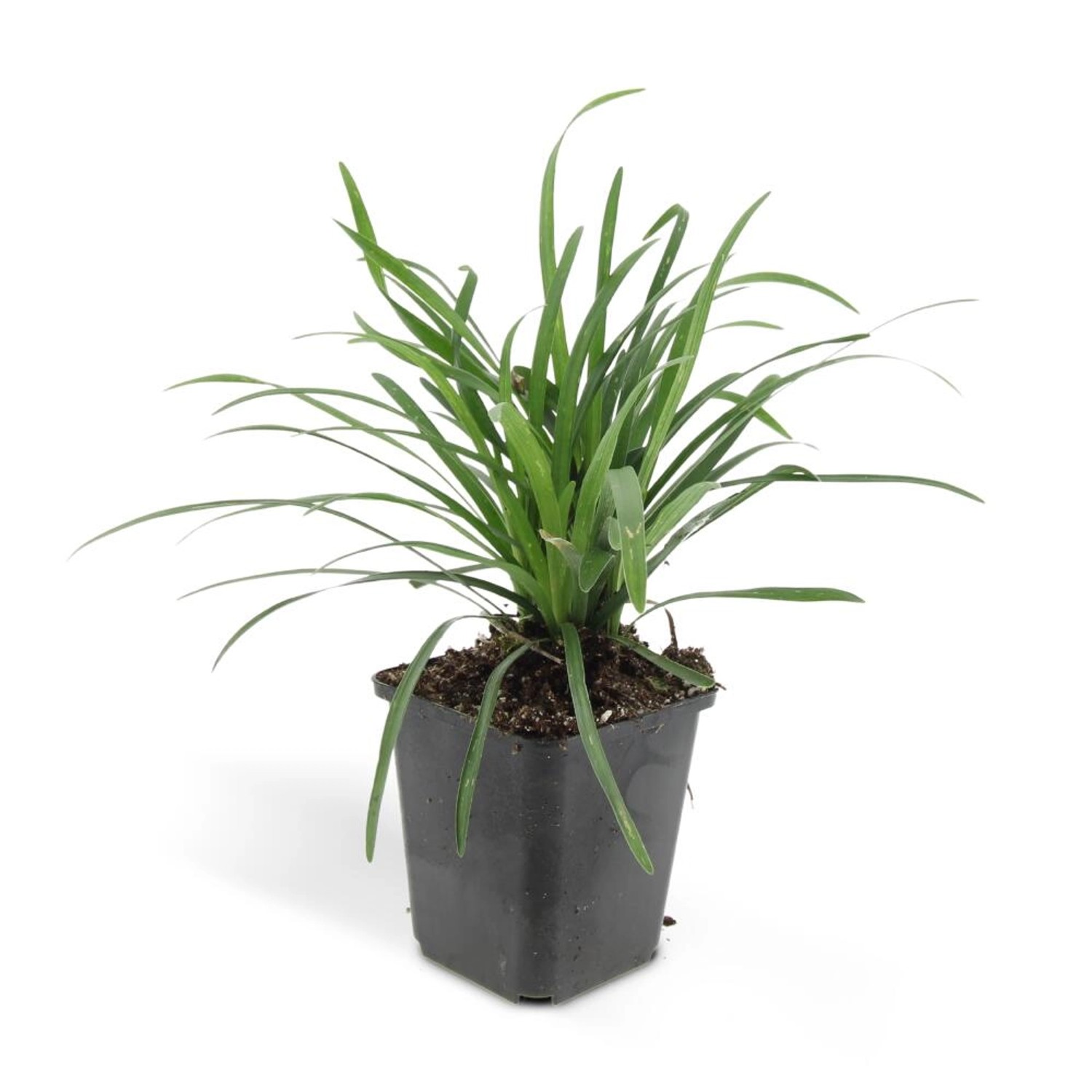 Exotenherz Glöckchentraube Liliengras Liriope Muscari Moneymaker 9cm Topf S günstig online kaufen