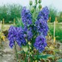Herbst-Eisenhut Aconitum 'Arendsii' mit tiefblauen Blüten im 9x9 cm Topf.