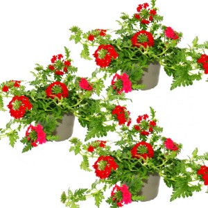 Set aus 3 roten Eisenkraut Hängepflanzen (Verbena) im 12cm Topf.