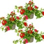 Set aus 3 roten Eisenkraut Hängepflanzen (Verbena) im 12cm Topf.