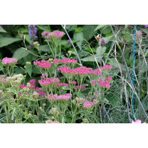 Leuchtend rote Schafgarbe 'Cassis' (Achillea millefolium) im 9x9 cm Topf.