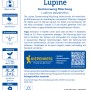 Samentüte Kiepenkerl Lupine Gartenzwerg Mischung, Lupinus polyphyllus für farbenfrohe Blumenbeete.