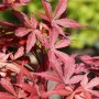 Roter Fächerahorn 'Skeeters Broom' (Acer palmatum) mit filigranem Laub.