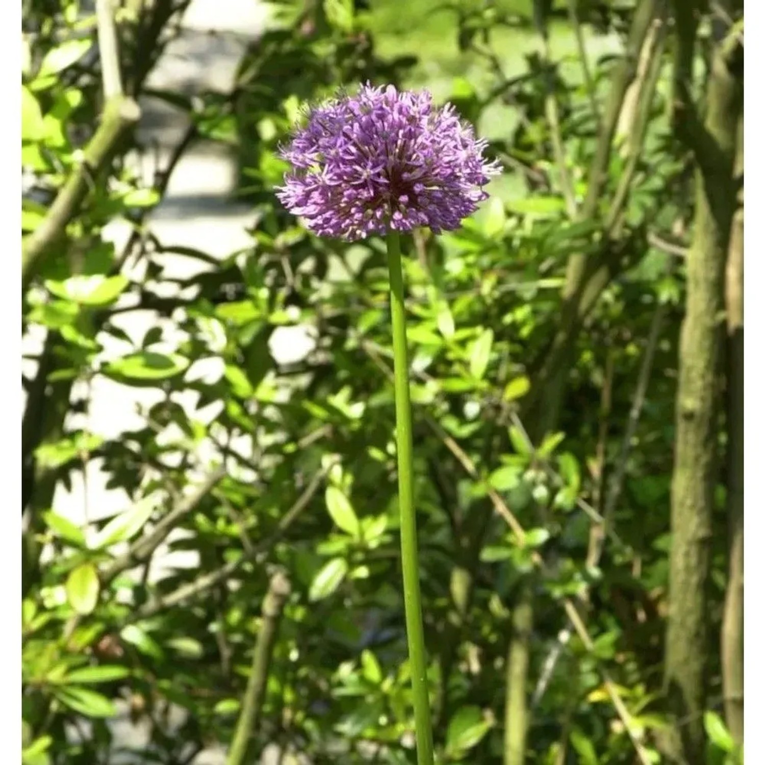 Zier Lauch - Paukenschlegellauch - Allium rosenbachianum